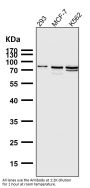 Anti-SUN2 Rabbit Monoclonal Antibody