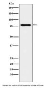 Anti-SUN2 Rabbit Monoclonal Antibody