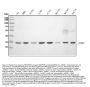 Anti-REA/PHB2 Antibody Picoband® (monoclonal, 2B5)