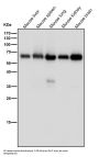Anti-Monoamine Oxidase A Rabbit Monoclonal Antibody