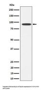 Anti-Glyt2 Rabbit Monoclonal Antibody