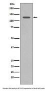 Anti-SHIP INPP5D Rabbit Monoclonal Antibody