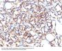 Anti-Podocalyxin (PODXL) (Hematopoietic Stem Cell Marker) Monoclonal Antibody