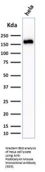 Anti-Podocalyxin (PODXL) (Hematopoietic Stem Cell Marker) Monoclonal Antibody