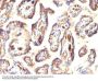 Anti-Podocalyxin (PODXL) (Hematopoietic Stem Cell Marker) Monoclonal Antibody