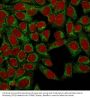Anti-Podocalyxin (PODXL) (Hematopoietic Stem Cell Marker) Monoclonal Antibody