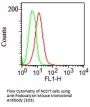 Anti-Podocalyxin (PODXL) (Hematopoietic Stem Cell Marker) Monoclonal Antibody