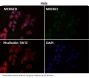 Anti-PI 3 Kinase p85 beta PIK3R2 Rabbit Monoclonal Antibody