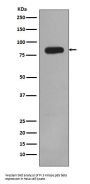 Anti-PI 3 Kinase p85 beta PIK3R2 Rabbit Monoclonal Antibody