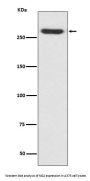 Anti-NG2 CSPG4 Rabbit Monoclonal Antibody