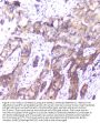 Anti-SMN1/2 Antibody Picoband® (monoclonal, 2B10)