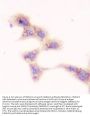 Anti-SMN1/2 Antibody Picoband® (monoclonal, 2B10)