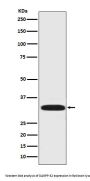 Anti-DARPP32 PPP1R1B Rabbit Monoclonal Antibody