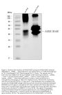 Anti-RAGE/AGER Antibody Picoband® (monoclonal, 5C6C1)