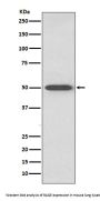 Anti-RAGE Rabbit Monoclonal Antibody