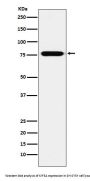 Anti-KIF3A Monoclonal Antibody