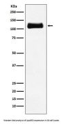 Anti-ApoER2 Monoclonal Antibody
