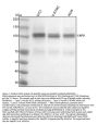 Anti-ApoER2 Monoclonal Antibody