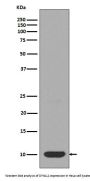 Anti-DYNLL1/Pin Rabbit Monoclonal Antibody
