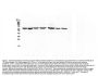 Anti-HSPA2 Antibody Picoband® (monoclonal, 4A4)