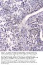 Anti-HSPA2 Antibody Picoband® (monoclonal, 4A4)
