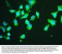 Anti-HSPA2 Antibody Picoband® (monoclonal, 4A4)