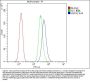 Anti-HSPA2 Antibody Picoband® (monoclonal, 4A4)