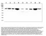Anti-HSPA2 Antibody Picoband® (monoclonal, 4A4)