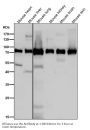 Anti-Calpain 2 Rabbit Monoclonal Antibody