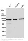 Anti-Calpain 2 Rabbit Monoclonal Antibody