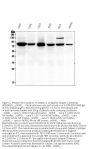 Anti-Calpain 2 CAPN2 Antibody Picoband® (monoclonal, 8I6)
