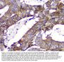 Anti-Calpain 2 CAPN2 Antibody Picoband® (monoclonal, 8I6)
