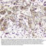 Anti-Calpain 2 CAPN2 Antibody Picoband® (monoclonal, 8I6)