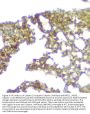 Anti-Calpain 2 CAPN2 Antibody Picoband® (monoclonal, 8I6)