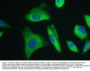 Anti-Calpain 2 CAPN2 Antibody Picoband® (monoclonal, 8I6)