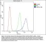 Anti-Calpain 2 CAPN2 Antibody Picoband® (monoclonal, 8I6)