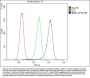 Anti-Calpain 2 CAPN2 Antibody Picoband® (monoclonal, 8I6)