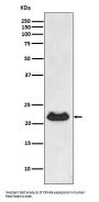 Anti-CRYAB/Alpha B Crystallin Rabbit Monoclonal Antibody