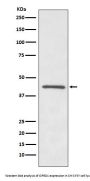 Anti-OPRD1/Delta Opioid Receptor Rabbit Monoclonal Antibody