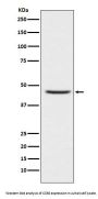 Anti-CCR8 Rabbit Monoclonal Antibody