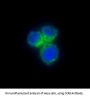 Anti-CCR8 Rabbit Monoclonal Antibody