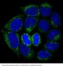 Anti-Bad Rabbit Monoclonal Antibody