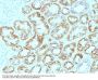 Anti-Laminin, gamma 1 (LAMC1) Monoclonal Antibody