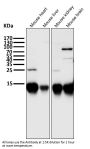 Anti-Cytochrome C CYCS Rabbit Monoclonal Antibody