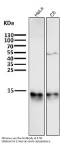 Anti-Cytochrome C CYCS Rabbit Monoclonal Antibody