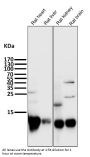 Anti-Cytochrome C CYCS Rabbit Monoclonal Antibody