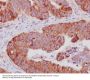 Anti-Cytochrome C CYCS Rabbit Monoclonal Antibody
