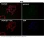 Anti-Cytochrome C CYCS Rabbit Monoclonal Antibody