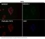Anti-Cytochrome C CYCS Rabbit Monoclonal Antibody