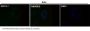 Anti-Cytochrome C CYCS Rabbit Monoclonal Antibody
